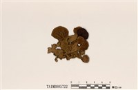 藏品(克氏島衣)的圖片